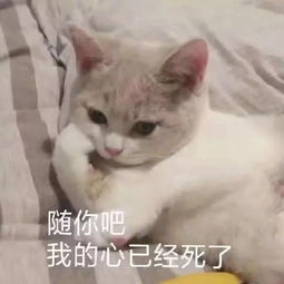 表情包丨不是我爱熬夜,是黑夜需要我这颗璀璨的星