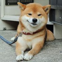 柴犬忧伤表情包微信头像图片大全