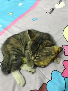 猫咪趁主人不注意做出这事,猫咪做贼心虚的表情太搞笑