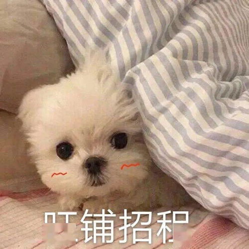 憨憨表情包爷i了