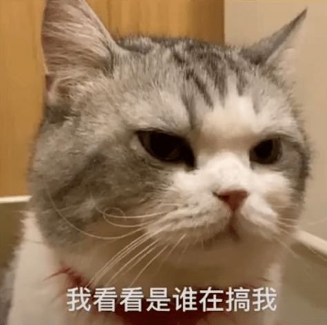 拖地猫表情包我要看看是谁在搞我