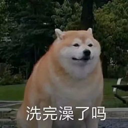 我要舔鸡儿