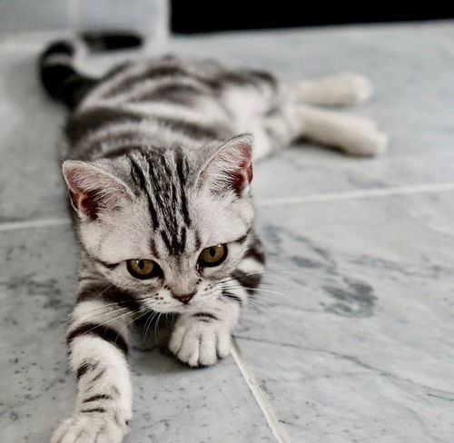 养猫的几个误区,美短猫哪里买美短多少钱美国短毛猫宠物课堂