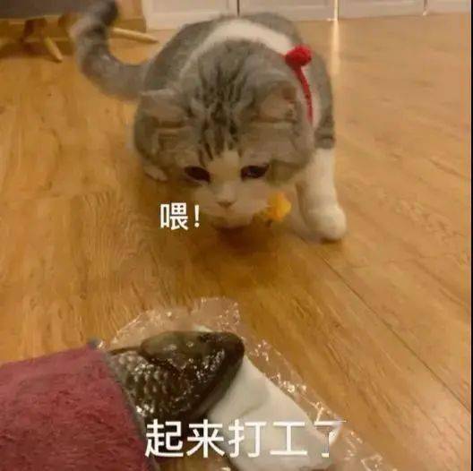 打工猫沙雕表情包