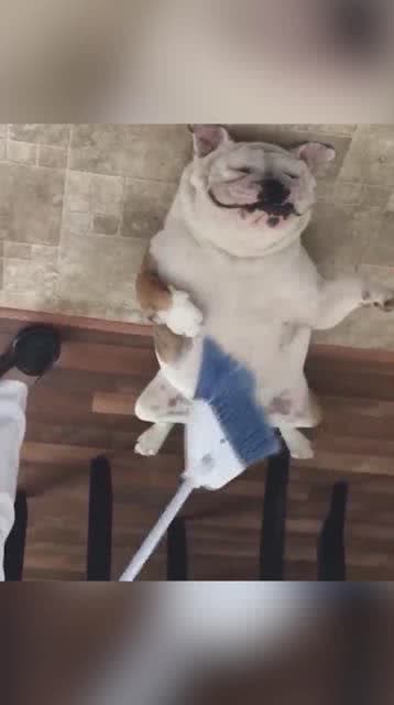 狗狗这小表情,真是太搞笑了