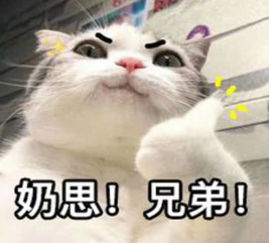 重要通知,萌猫表情包已经上线了,请听到广播后速来认领