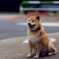 柴犬qq头像图片大全