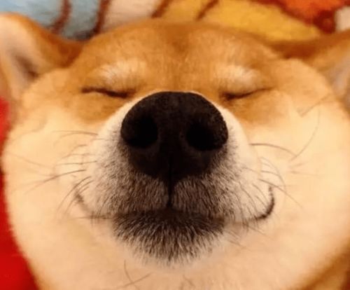 柴犬秋田傻傻分不清楚它们的区别你造吗