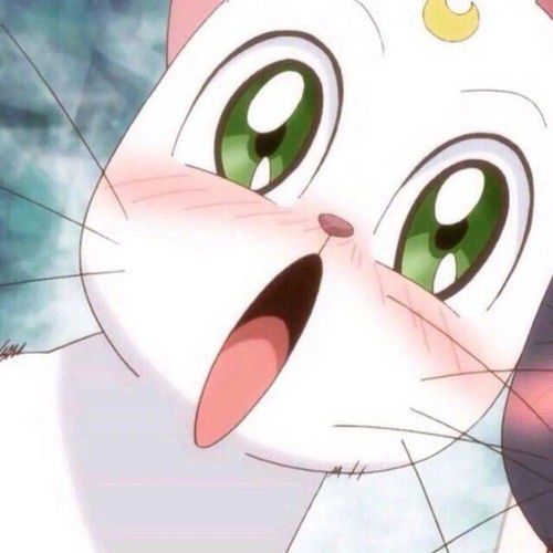 今日情头心有猛虎细嗅玫瑰