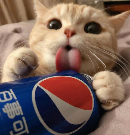 520橘猫情侣头像听说有人很喜欢这组情头安排