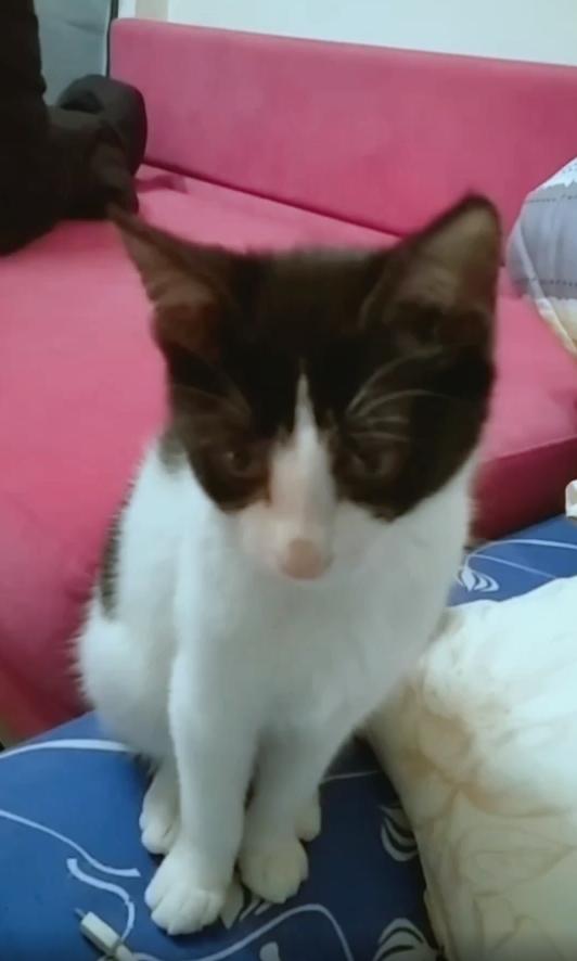 可爱的小猫咪最后的表情亮了
