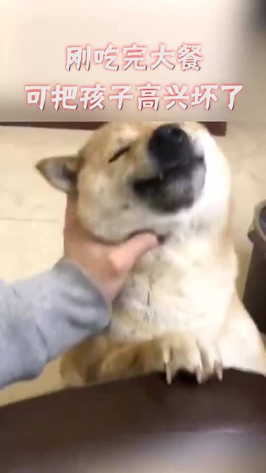 这狗子像人,这表情,满满的享受啊