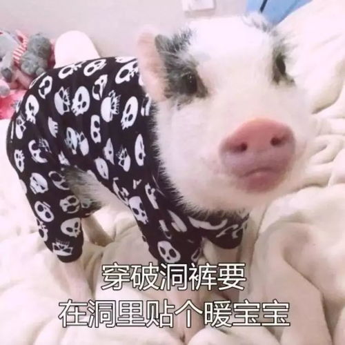 头像猪卡通女生表情包