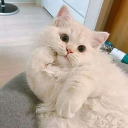 微信头像猫咪搞笑可爱大全躲了一辈子雨雨会不会难过