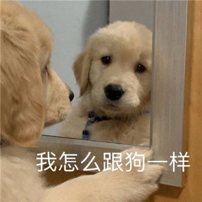 笑死人巨沙雕的聊天表情合集2021喜报我拉屎了表情