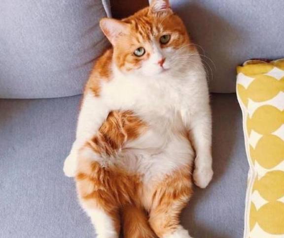 你还不养猫吗几年后姐妹们晒娃,你连猫都没得晒