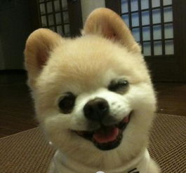 长沙花鸟鱼宠物大市场有俊介犬英系博美卖吗