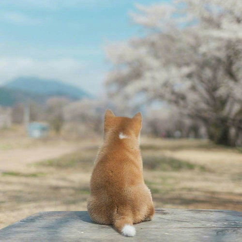 有哪些好看的动物图片可以作为头像