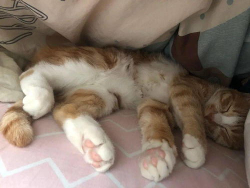 睡姿各种销魂的招财猫猫,太萌了