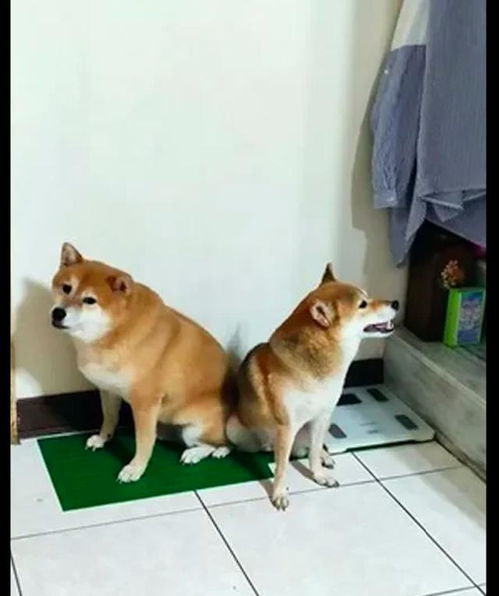 两只柴犬被主人罚面壁,它们互相背对着坐谁都不理谁,还赌气呢