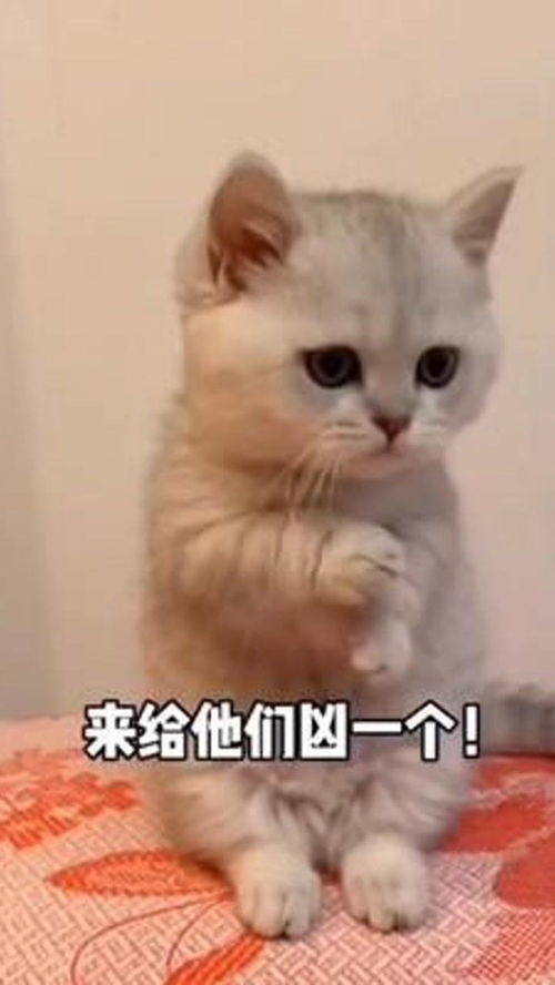 你们看,猫咪的表情,真是太搞笑了