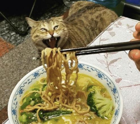 网友正吃饭,一旁的猫咪露出血盆大口,猫朕都还没用膳,你咋先吃上了呢