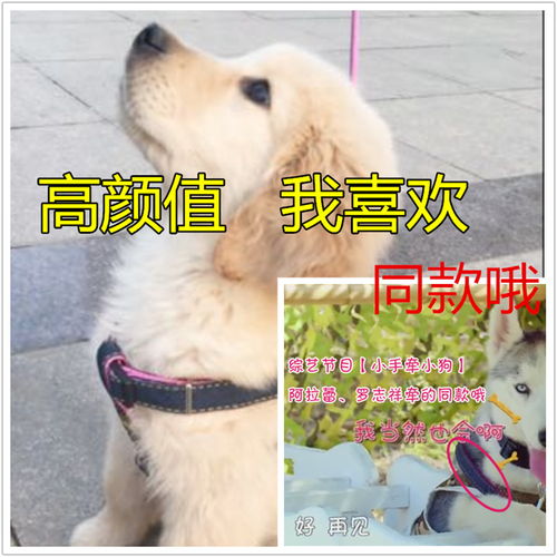 牛仔狗链狗狗牵引绳胸背带狗绳狗链子遛狗绳大中小型犬泰迪金毛
