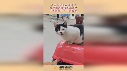 美女向流浪猫讲道理,猫的表情太搞笑了,一个脸懵一个一脸疑惑