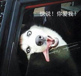 哈士奇出门你特么要是不带上我,劳资能一直看着你