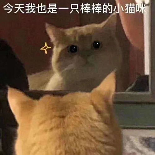 搞笑表情包图片横版
