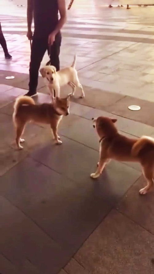 两只柴犬完美诠释狗仗人势,前后表情对比,让众人笑出猪叫声