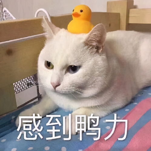 斗图表情包合集快乐咸鱼
