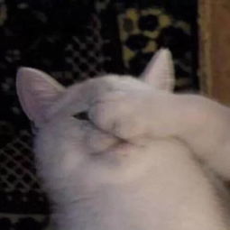 一组猫咪的情侣头像,够沙雕