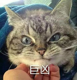 为什么狗有迷你犬巨型犬,而家猫却都小小的一只呢