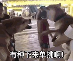 全网最怂狗子动图表情包