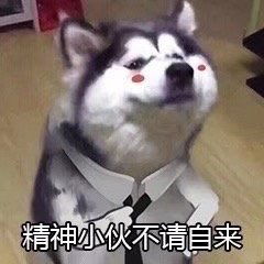二哈图片搞笑表情包表情包