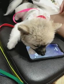 狗狗困意来袭趴手机上酣睡,一个电话过来,狗狗表情让女子笑喷了