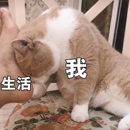 幽默段子笑话昨天理发师说给我烫一个特别自然的发型