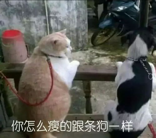 网友表示家里猫狗闹翻天,只有这种时候才能老实点