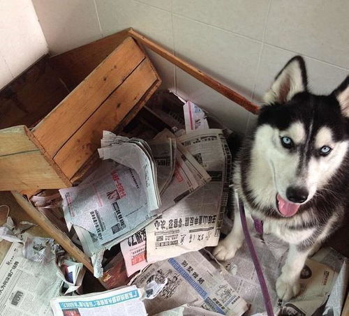 哈士奇为什么当不了警犬只因为这一点就被淘汰了