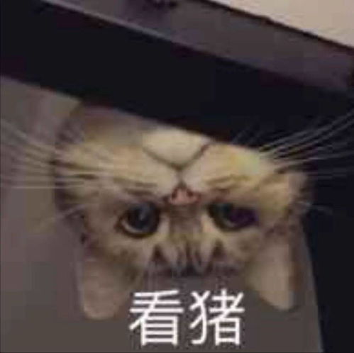 聊天斗图表情包i大家都听我说