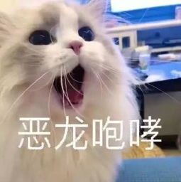 撒娇专用的小动物表情包,请收下我的爱