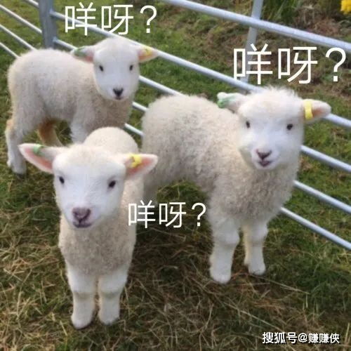 搞笑表情包图片对付躲躲藏藏的人,就用这个图