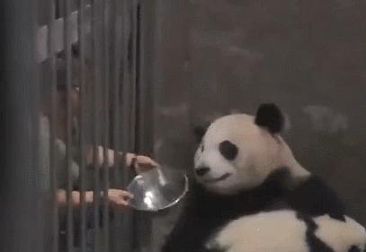 最羡慕的职业熊猫饲养员