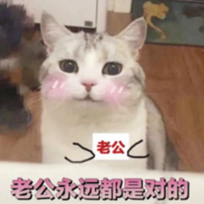 搞笑可爱表情包猫咪