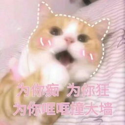 可爱猫咪搞笑带字头像2018最新版或许适合真的比喜欢重要