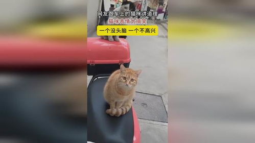 网友跟车上的猫咪讲道理,猫咪表情太搞笑一个没头脑一个不高兴