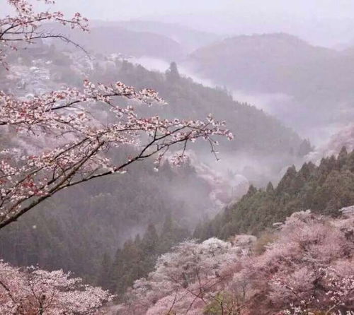 皮花花