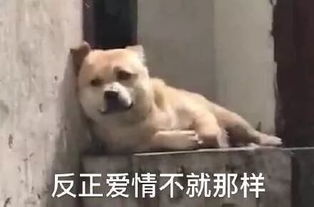 搞了这么久我终于找到了真正的世外桃源