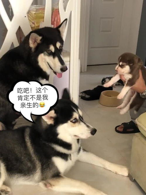 主人刚说要吃狗,哈士奇的反应让人爆笑